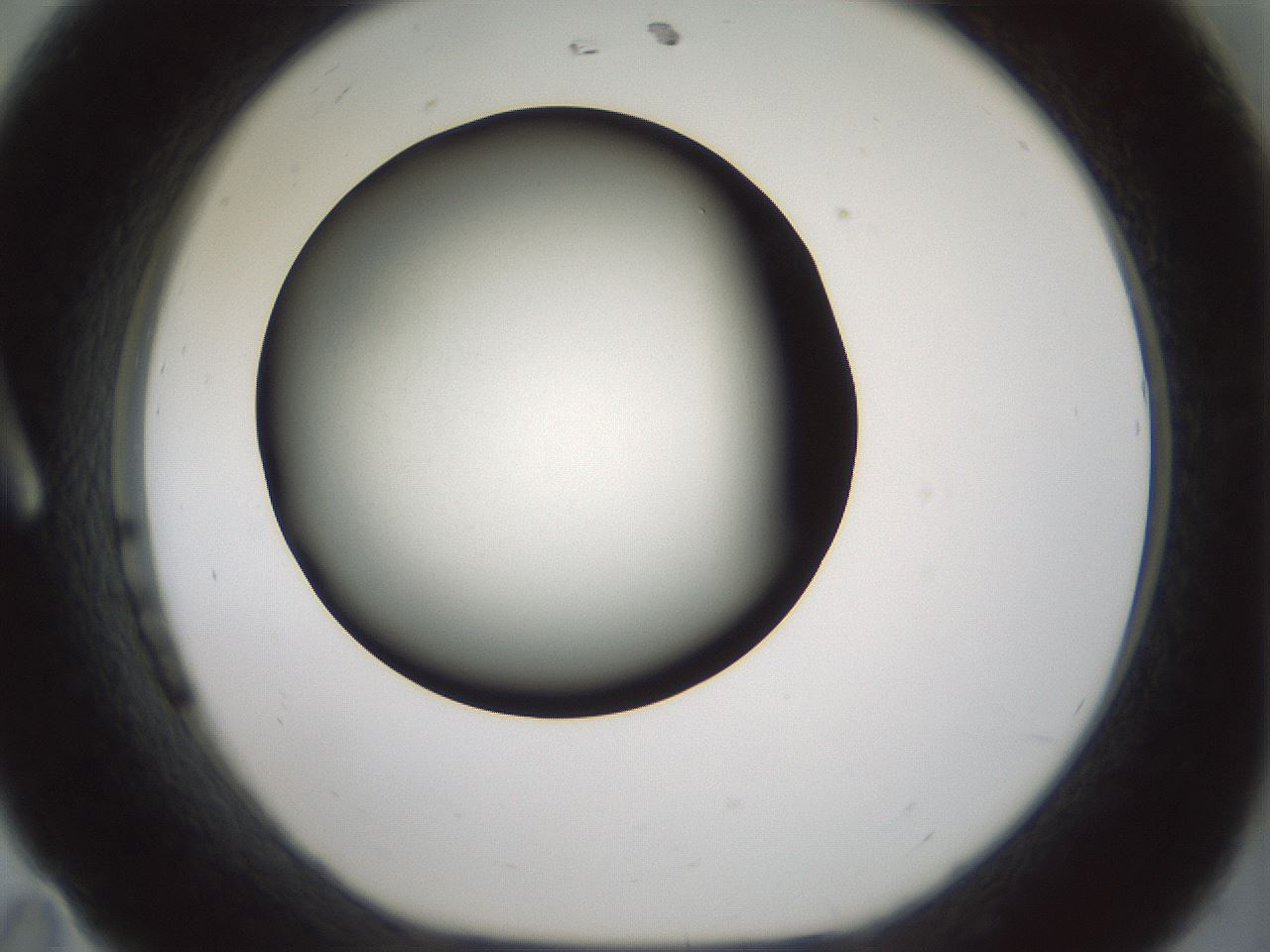 folderID349_plateID1349_batchID4704_wellNum11_profileID1_d1_r81430_ef.jpg