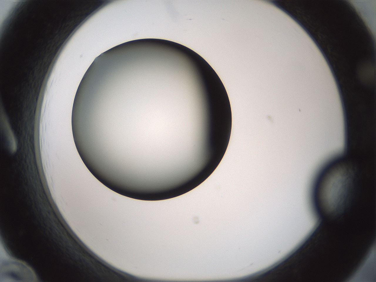 folderID349_plateID1349_batchID4704_wellNum12_profileID1_d1_r81431_ef.jpg