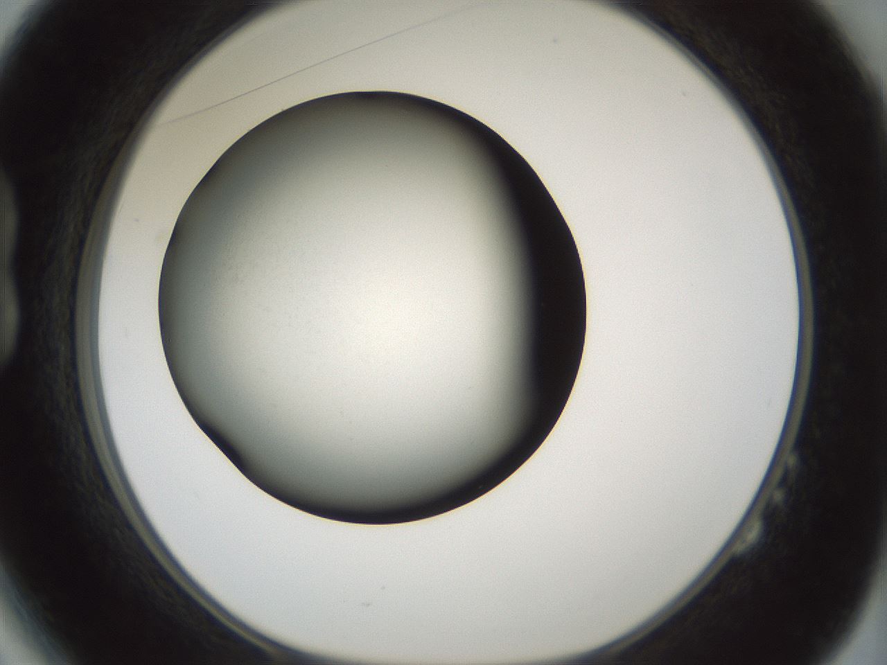 folderID349_plateID1349_batchID4704_wellNum14_profileID1_d1_r81433_ef.jpg