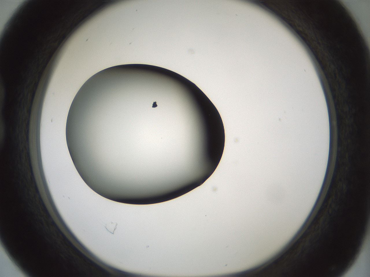 folderID349_plateID1349_batchID4704_wellNum16_profileID1_d1_r81435_ef.jpg