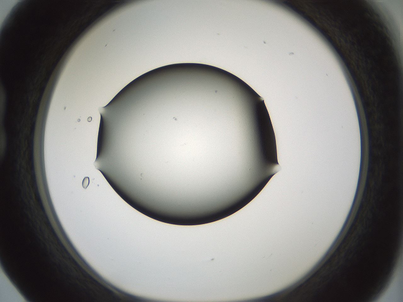 folderID349_plateID1349_batchID4704_wellNum17_profileID1_d1_r81436_ef.jpg