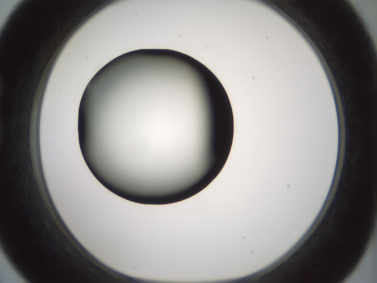 folderID349_plateID1349_batchID4704_wellNum21_profileID1_d1_r81440_ef.jpg