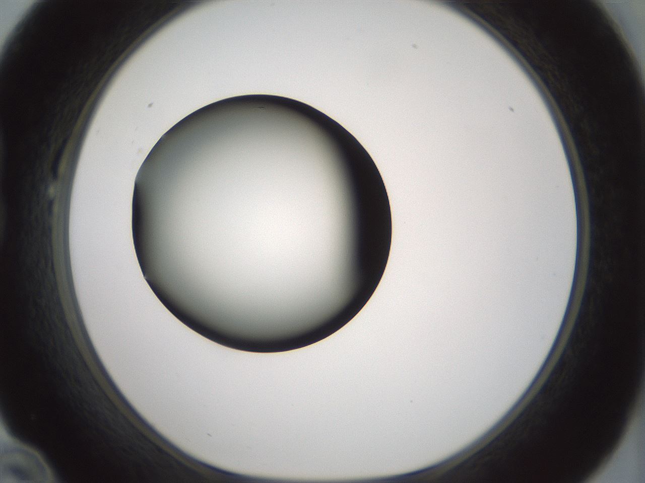 folderID349_plateID1349_batchID4704_wellNum22_profileID1_d1_r81441_ef.jpg