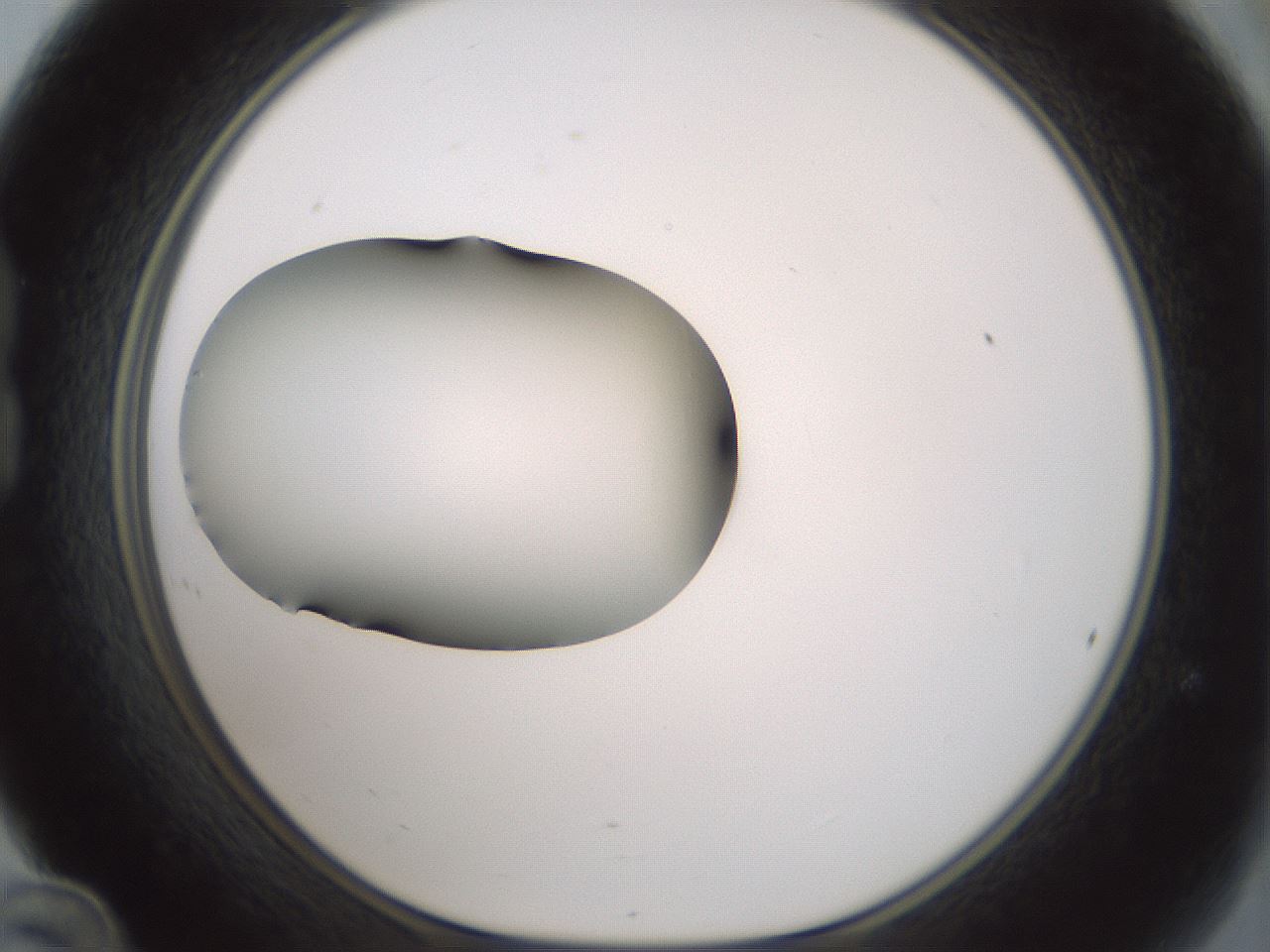 folderID349_plateID1349_batchID4704_wellNum24_profileID1_d1_r81443_ef.jpg