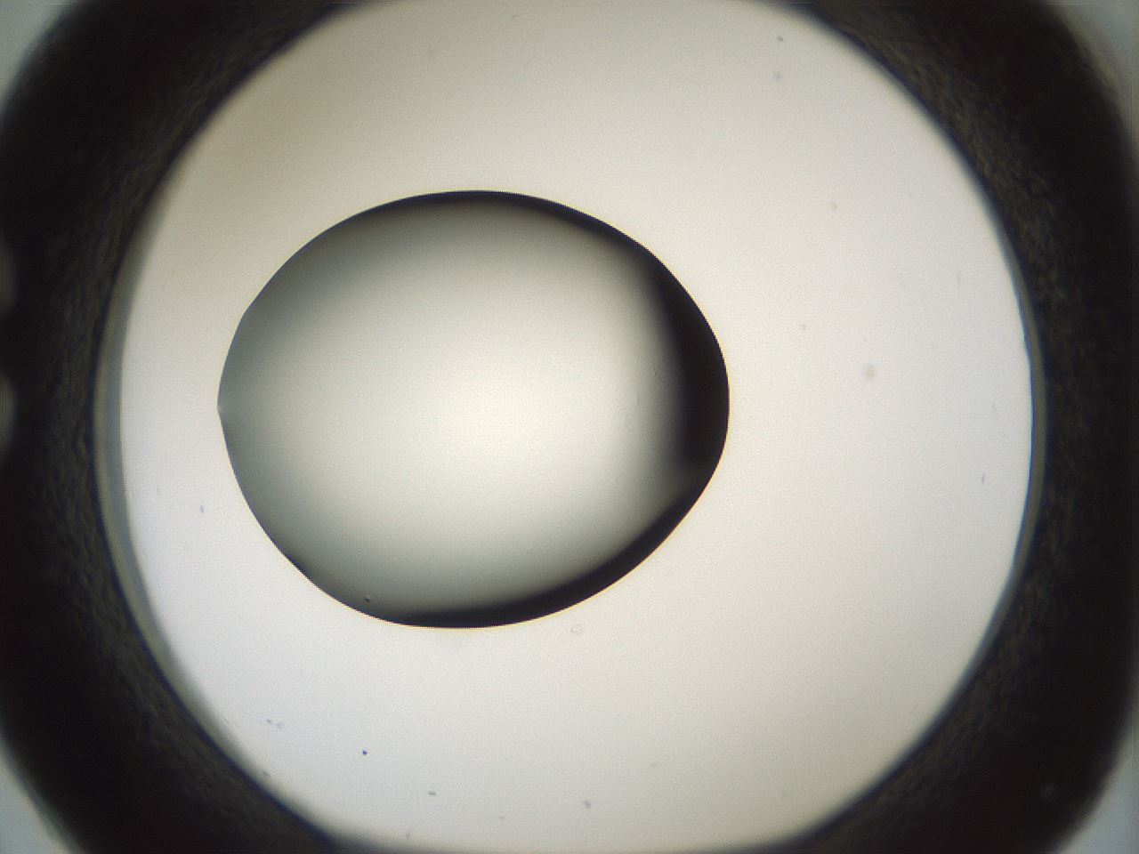 folderID349_plateID1349_batchID4704_wellNum26_profileID1_d1_r81445_ef.jpg