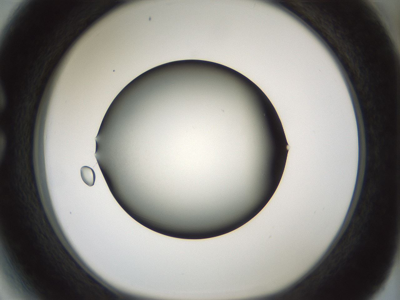 folderID349_plateID1349_batchID4704_wellNum27_profileID1_d1_r81446_ef.jpg