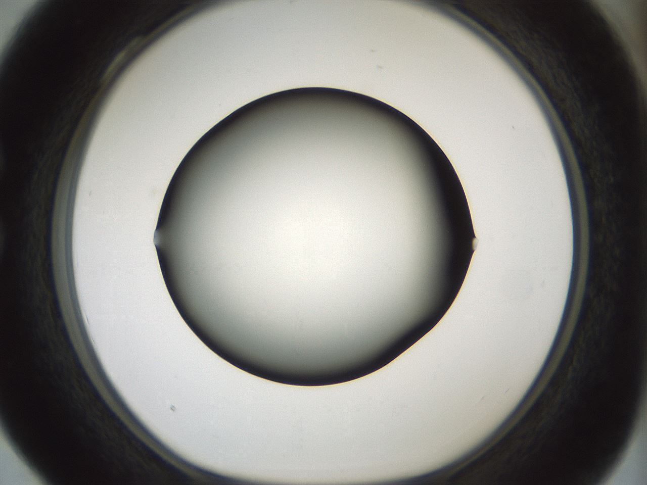 folderID349_plateID1349_batchID4704_wellNum28_profileID1_d1_r81447_ef.jpg
