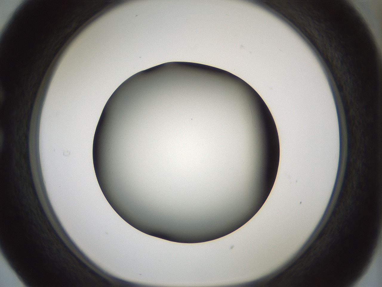 folderID349_plateID1349_batchID4704_wellNum29_profileID1_d1_r81448_ef.jpg