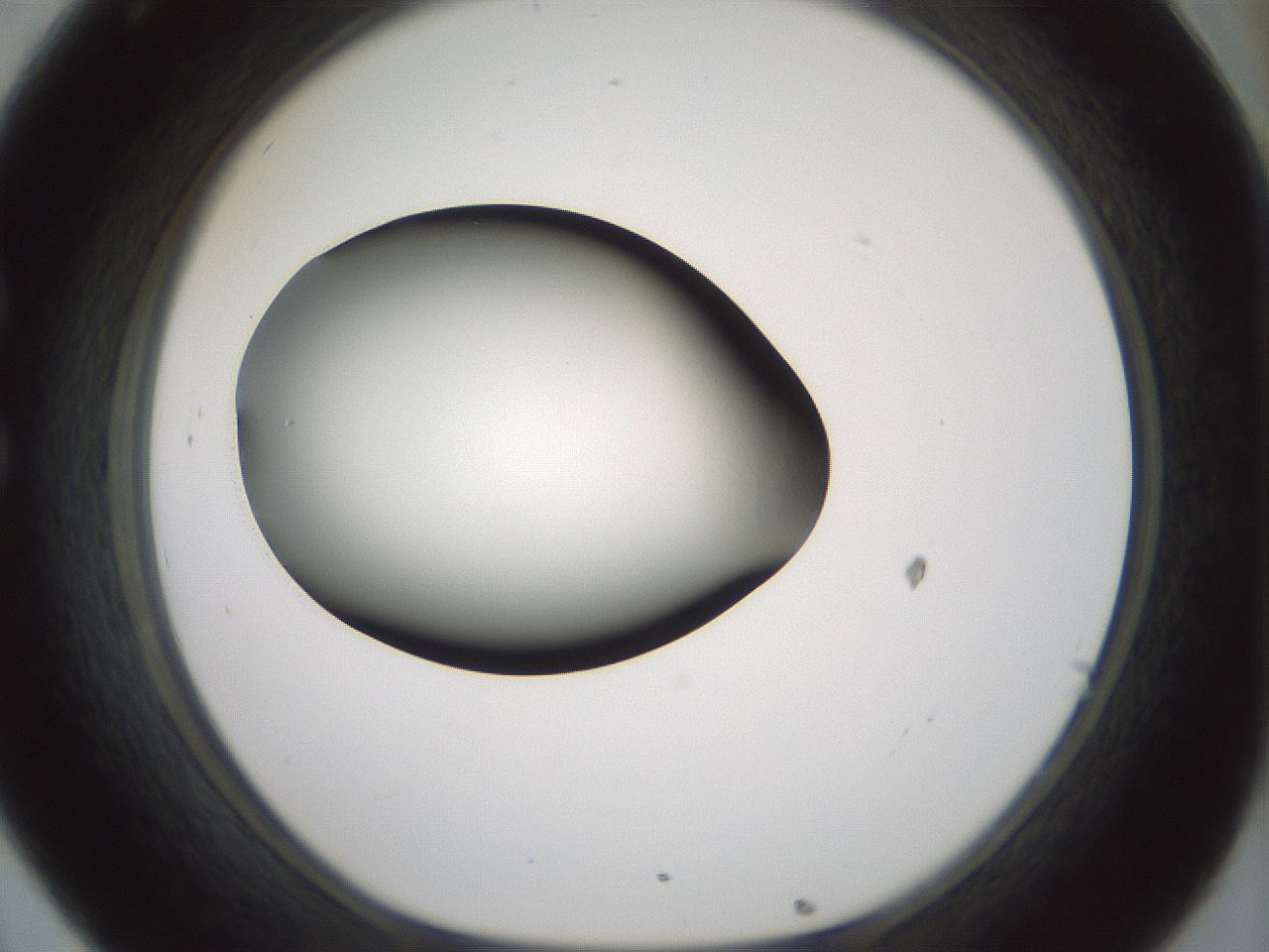 folderID349_plateID1349_batchID4704_wellNum32_profileID1_d1_r81451_ef.jpg