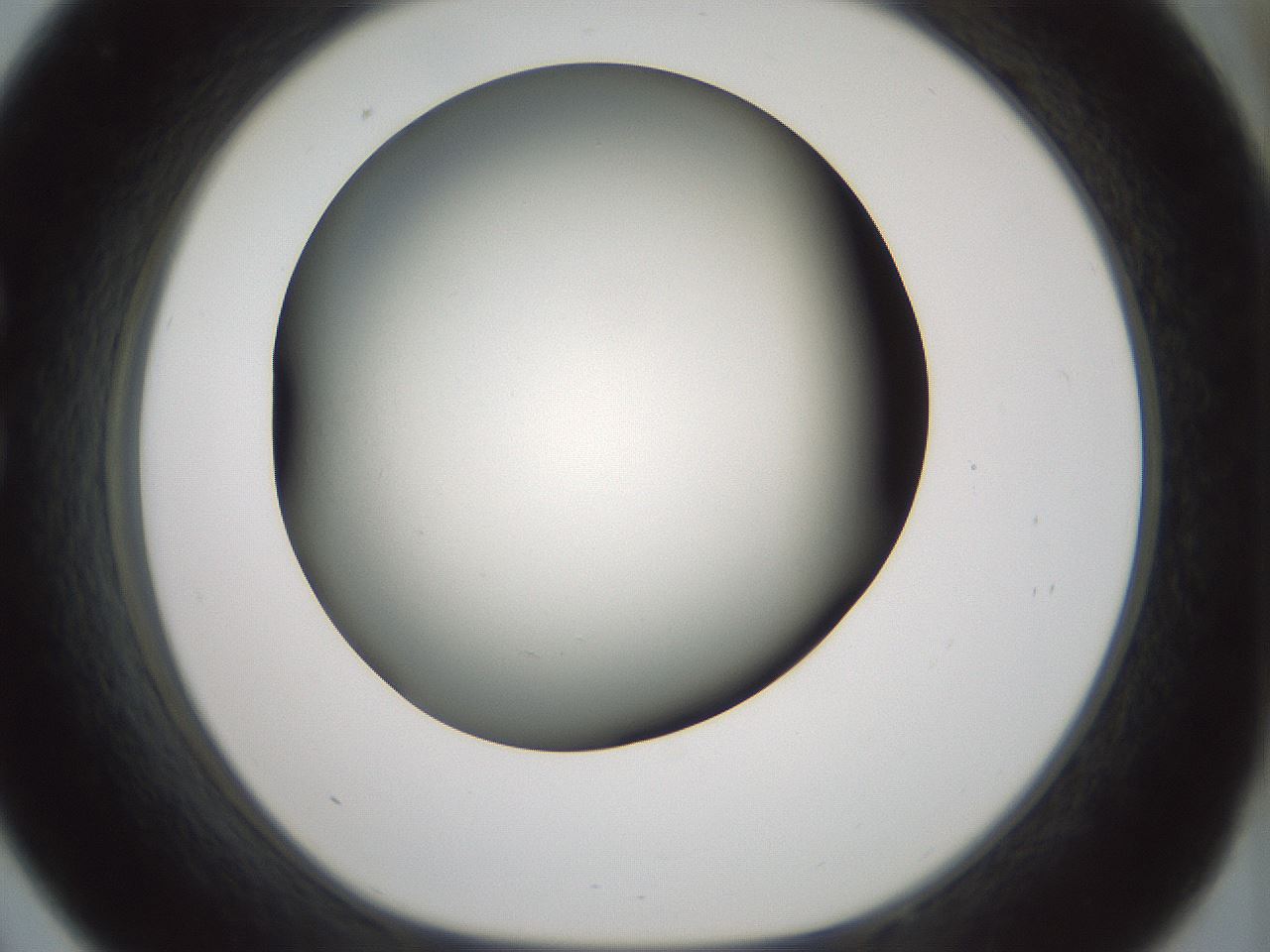 folderID349_plateID1349_batchID4704_wellNum33_profileID1_d1_r81452_ef.jpg
