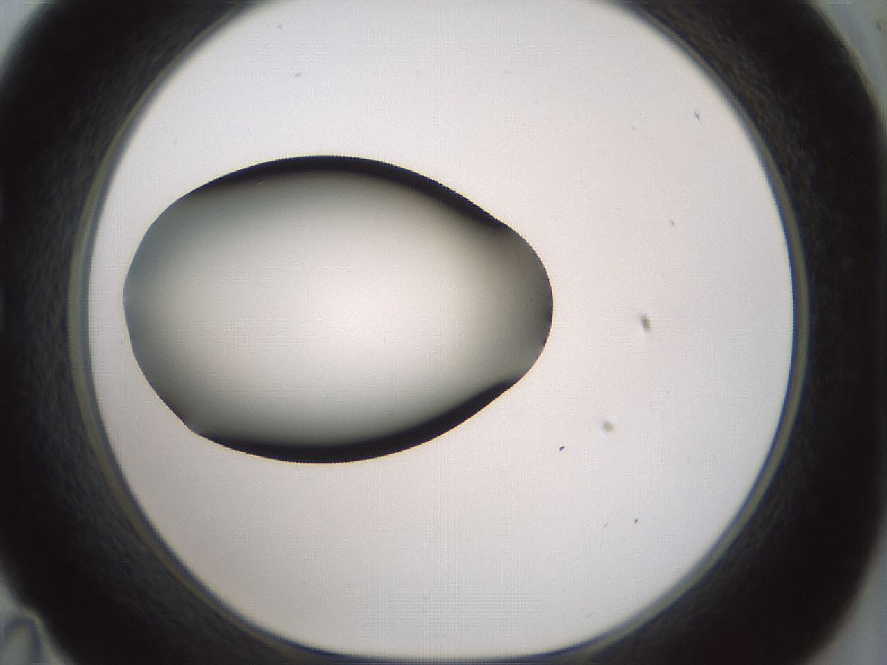 folderID349_plateID1349_batchID4704_wellNum35_profileID1_d1_r81454_ef.jpg