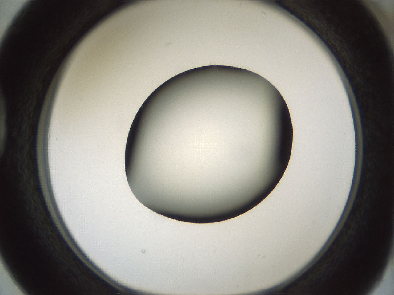 folderID349_plateID1349_batchID4704_wellNum38_profileID1_d1_r81457_ef.jpg