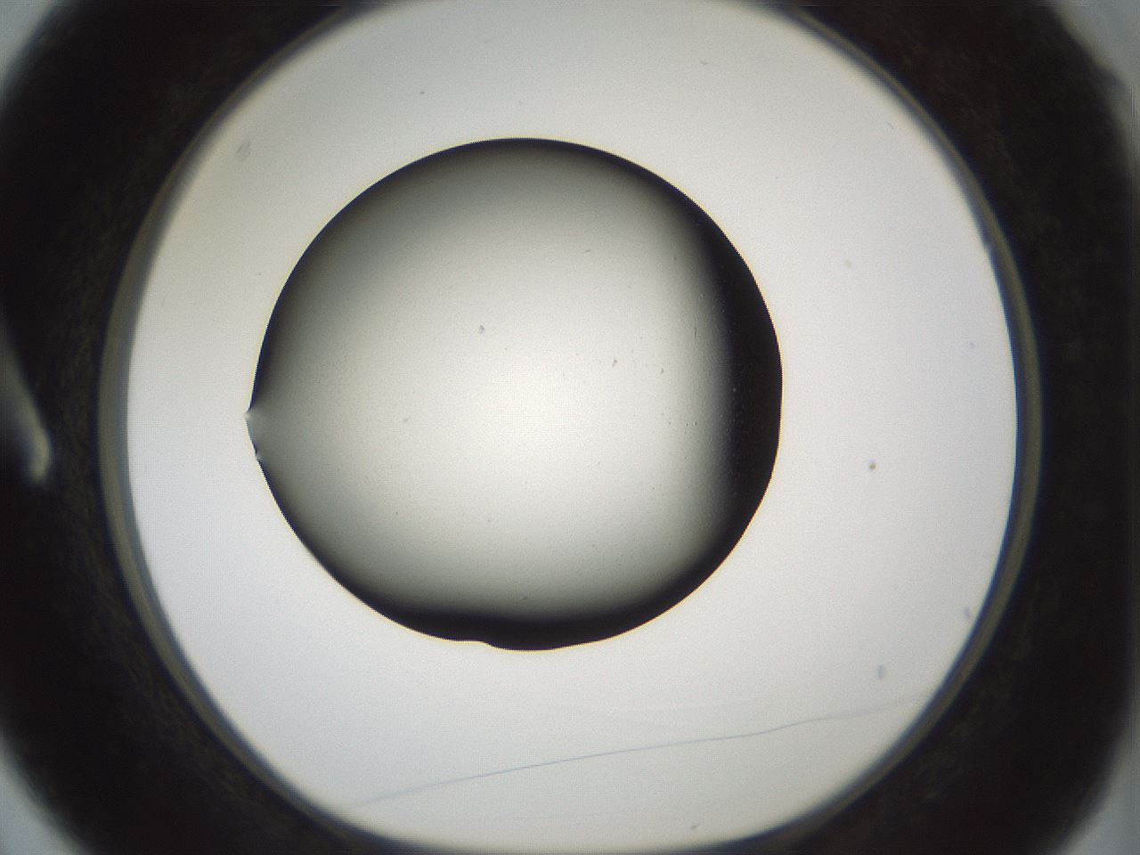 folderID349_plateID1349_batchID4704_wellNum3_profileID1_d1_r81422_ef.jpg