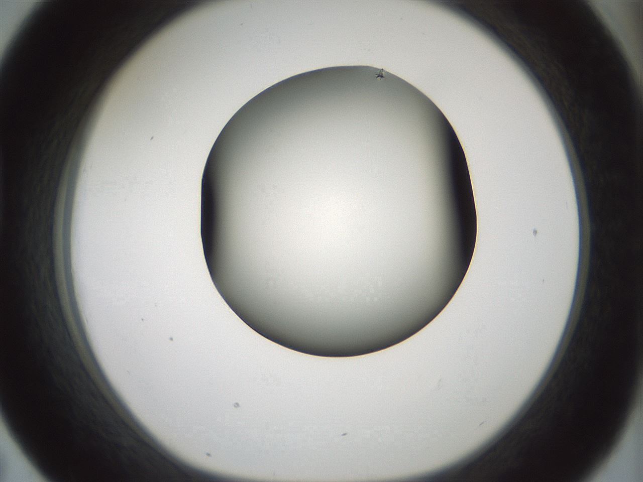 folderID349_plateID1349_batchID4704_wellNum43_profileID1_d1_r81462_ef.jpg