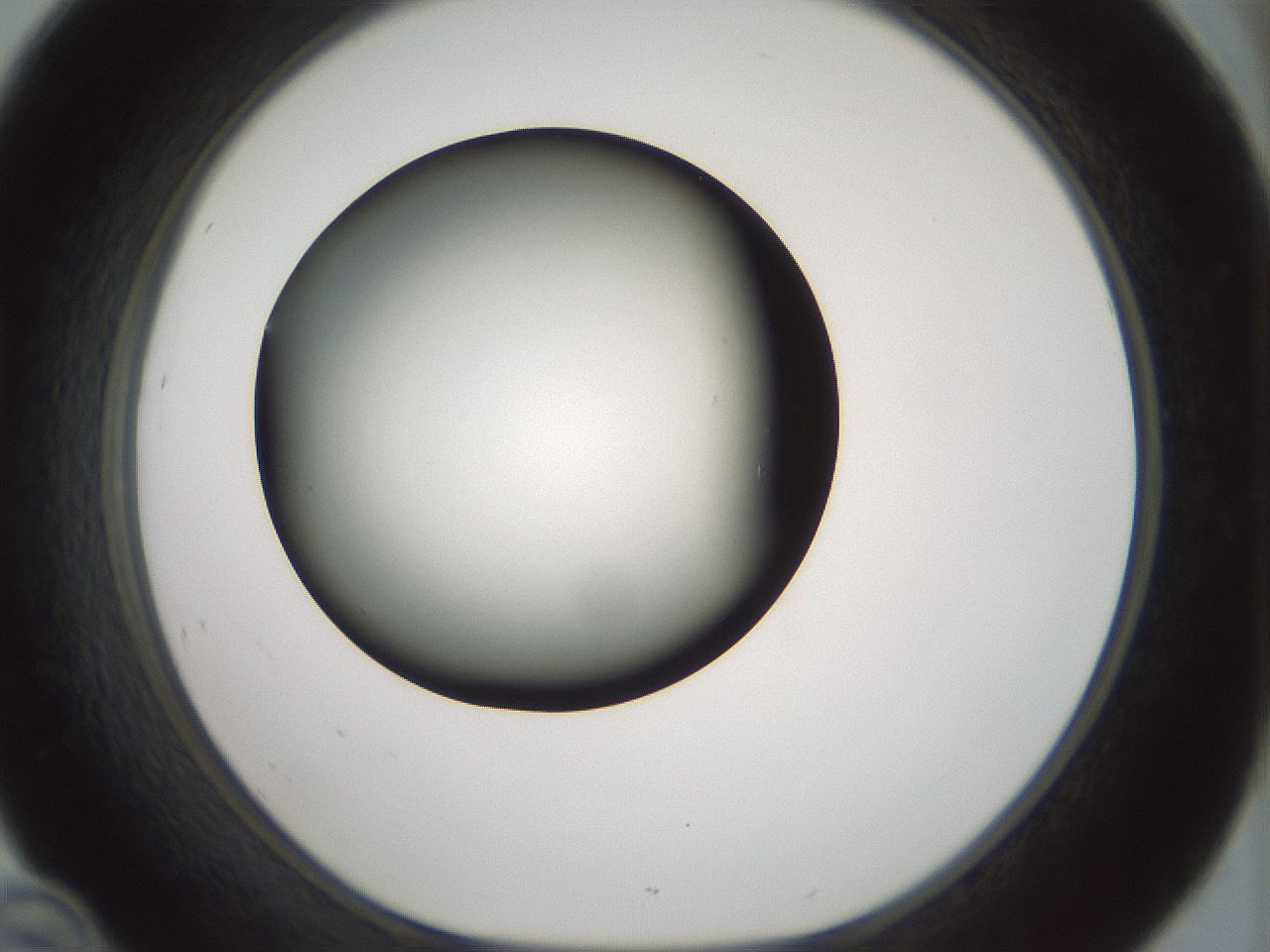 folderID349_plateID1349_batchID4704_wellNum46_profileID1_d1_r81465_ef.jpg