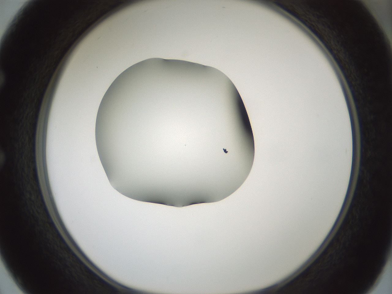 folderID349_plateID1349_batchID4704_wellNum50_profileID1_d1_r81469_ef.jpg