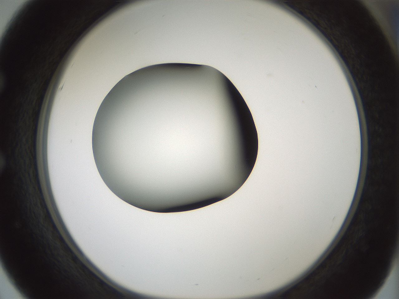 folderID349_plateID1349_batchID4704_wellNum51_profileID1_d1_r81470_ef.jpg