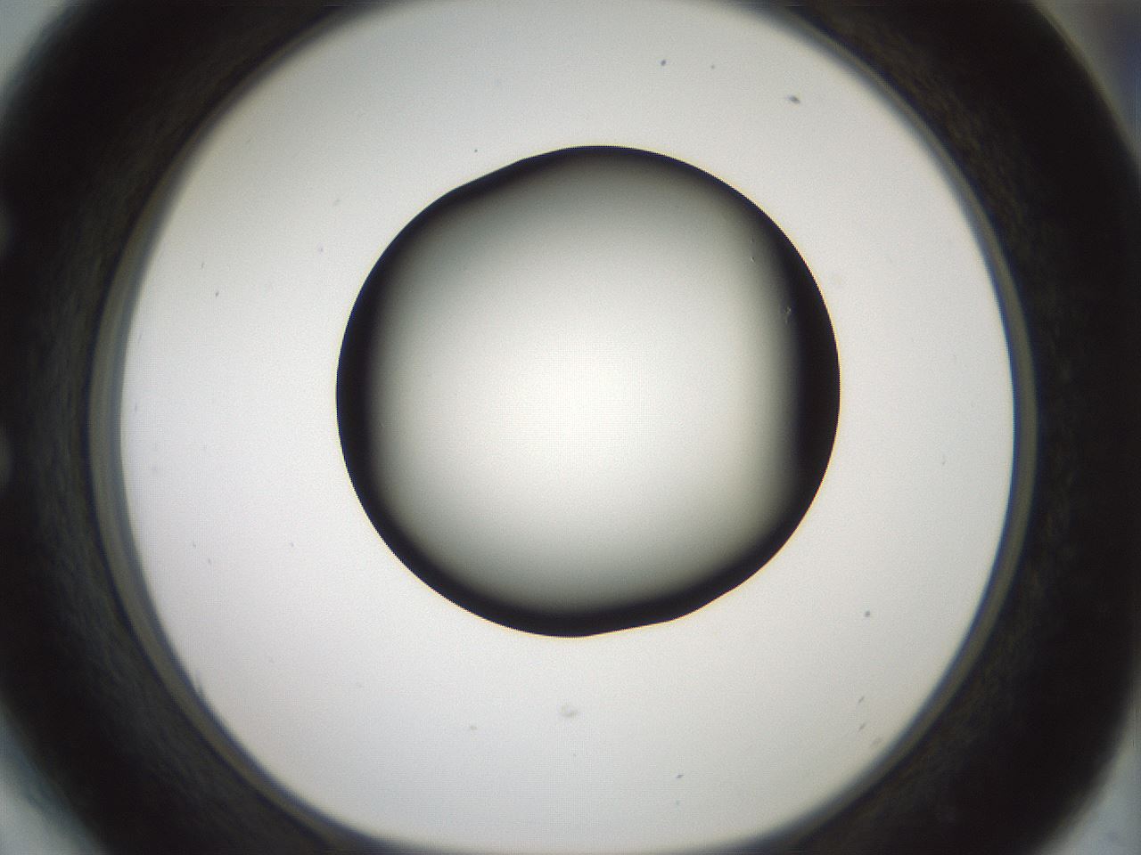 folderID349_plateID1349_batchID4704_wellNum54_profileID1_d1_r81473_ef.jpg