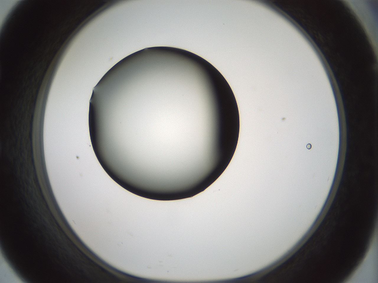 folderID349_plateID1349_batchID4704_wellNum57_profileID1_d1_r81476_ef.jpg
