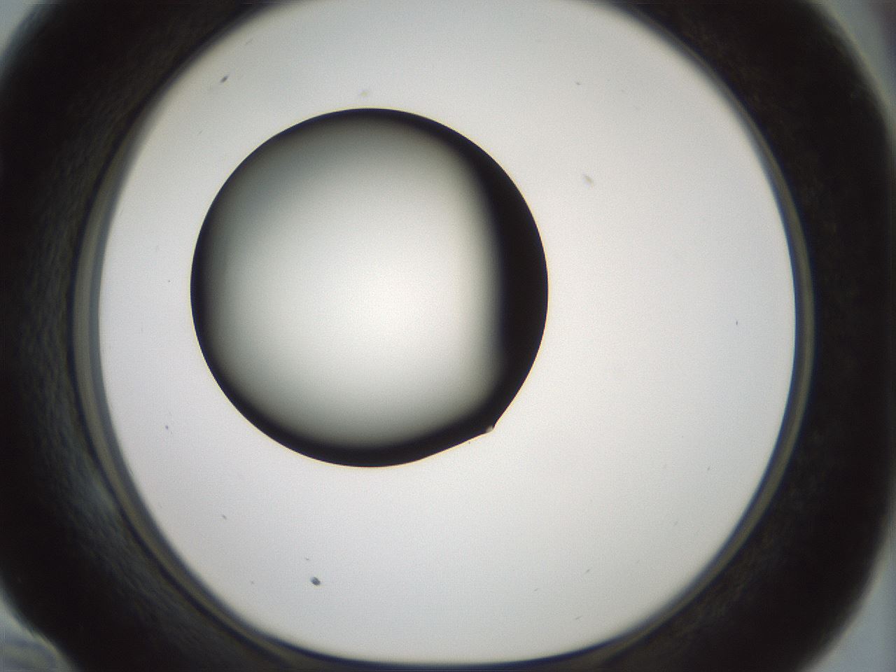 folderID349_plateID1349_batchID4704_wellNum58_profileID1_d1_r81477_ef.jpg