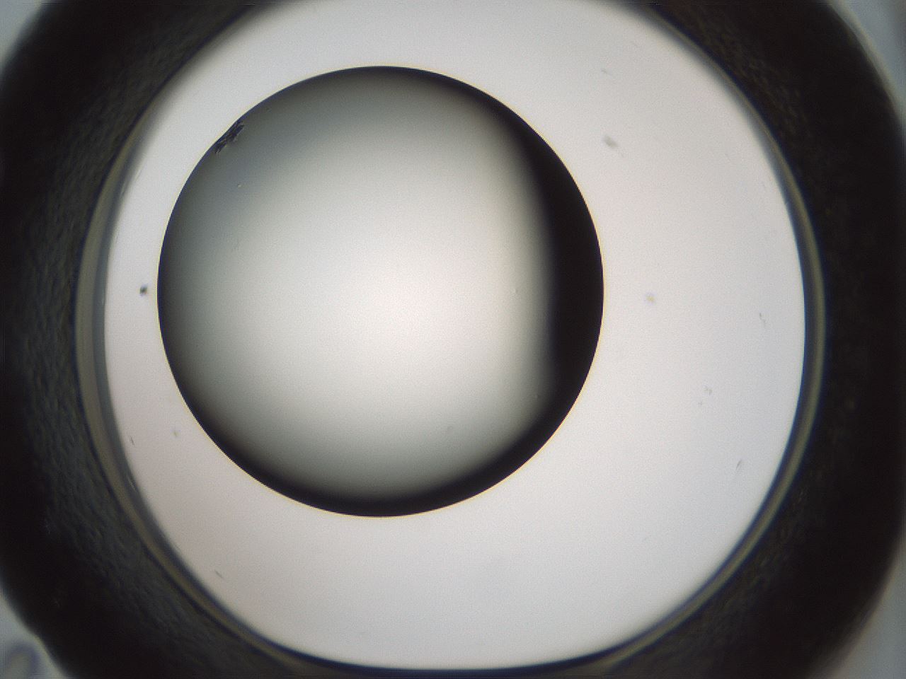 folderID349_plateID1349_batchID4704_wellNum59_profileID1_d1_r81478_ef.jpg