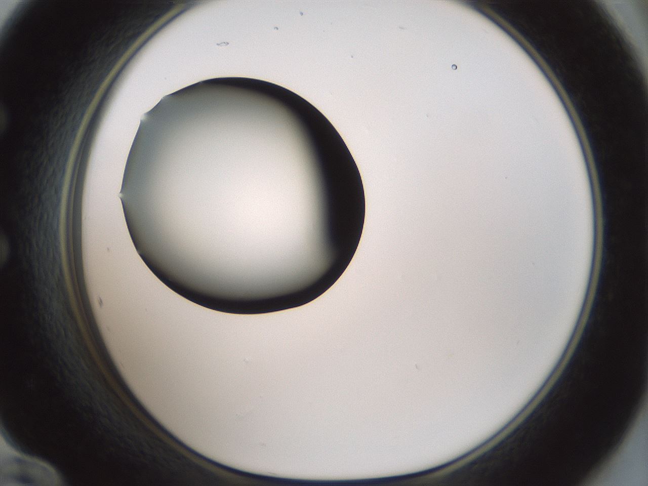 folderID349_plateID1349_batchID4704_wellNum60_profileID1_d1_r81479_ef.jpg
