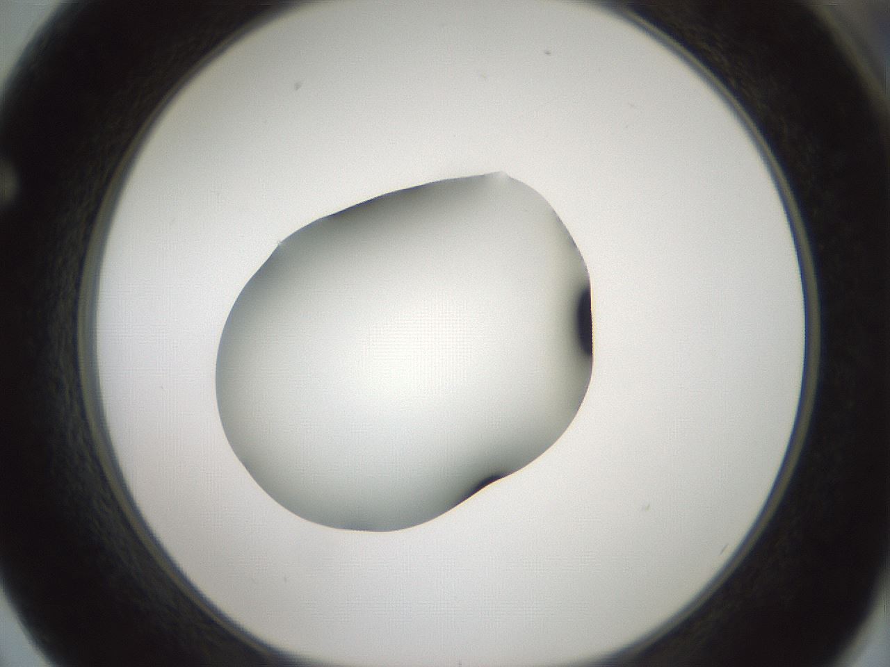folderID349_plateID1349_batchID4704_wellNum62_profileID1_d1_r81481_ef.jpg