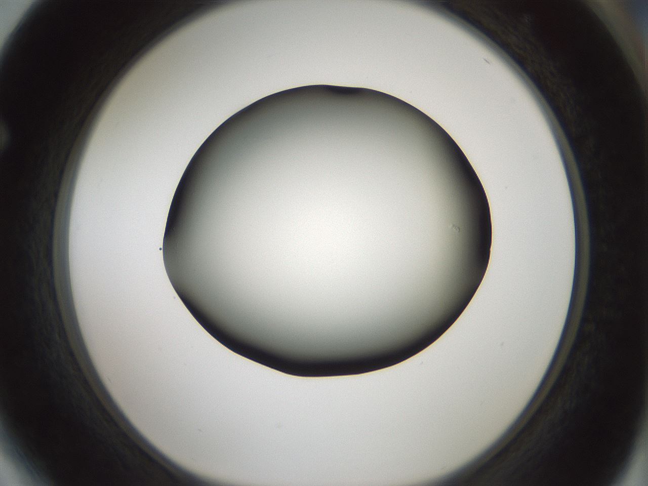 folderID349_plateID1349_batchID4704_wellNum64_profileID1_d1_r81483_ef.jpg