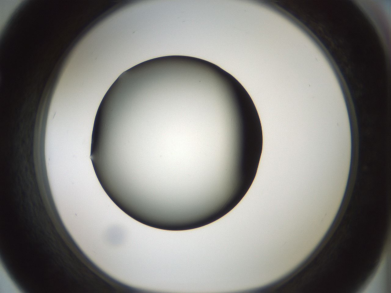 folderID349_plateID1349_batchID4704_wellNum67_profileID1_d1_r81486_ef.jpg