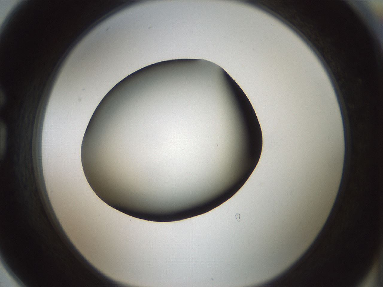 folderID349_plateID1349_batchID4704_wellNum78_profileID1_d1_r81497_ef.jpg