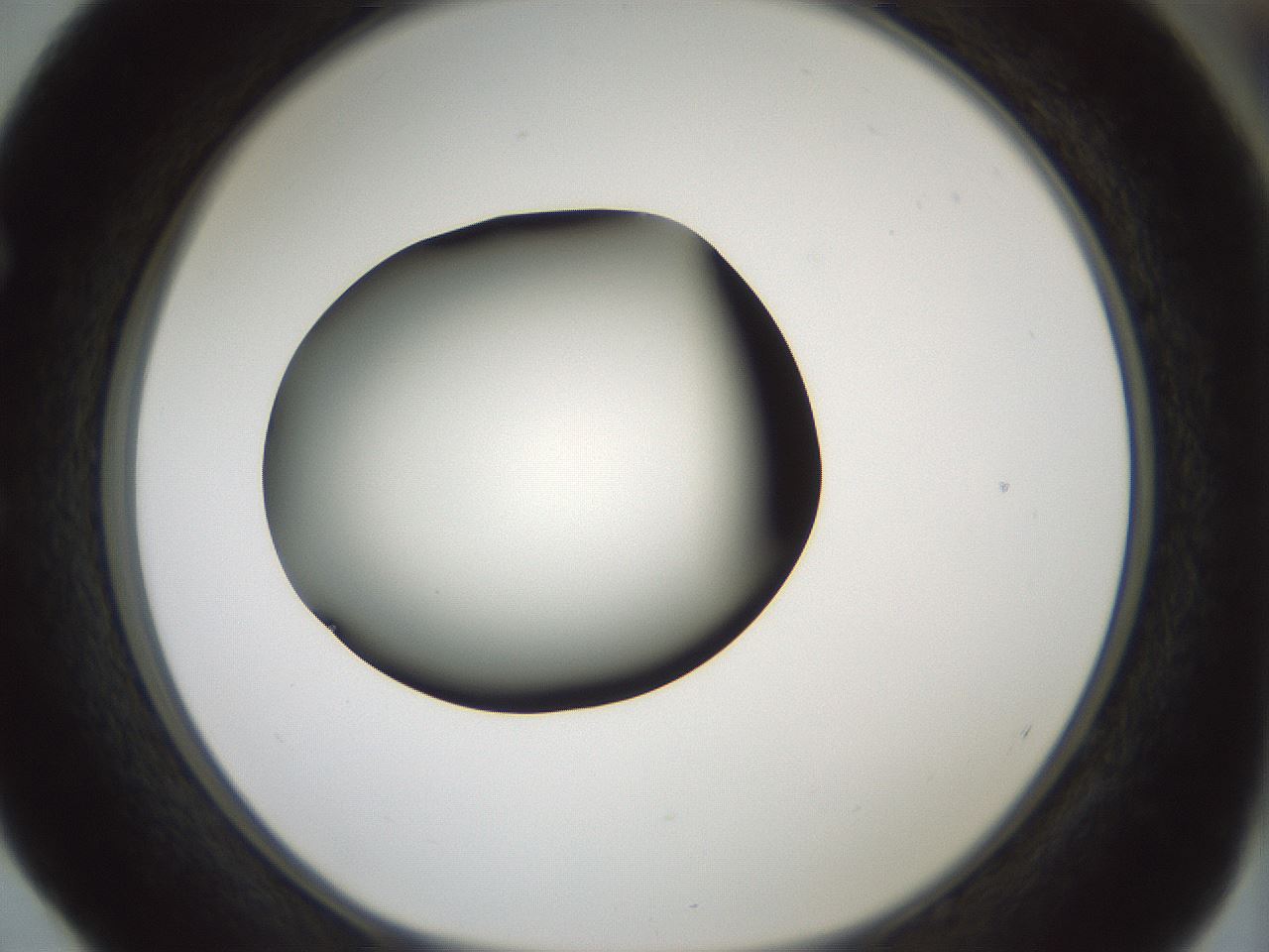 folderID349_plateID1349_batchID4704_wellNum52_profileID1_d1_r81471_ef.jpg