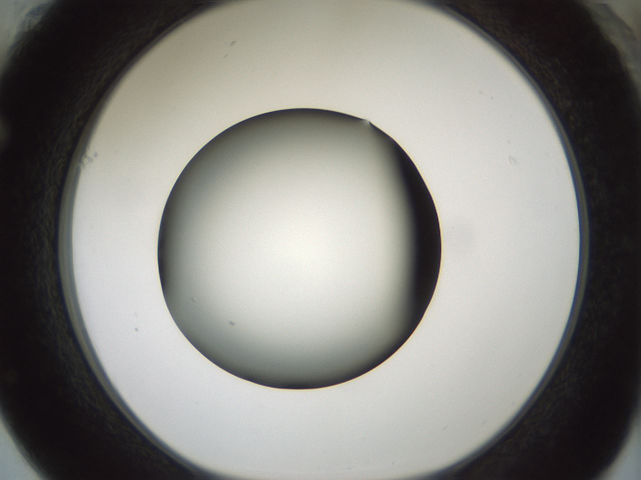 folderID349_plateID1349_batchID4704_wellNum61_profileID1_d1_r81480_ef.jpg