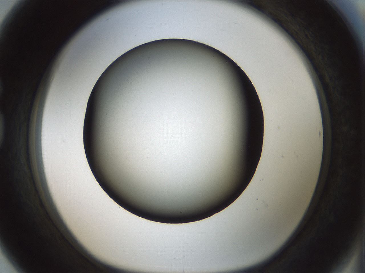 folderID349_plateID1349_batchID4704_wellNum80_profileID1_d1_r81499_ef.jpg