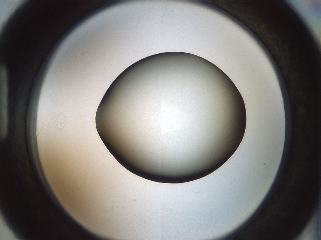 folderID349_plateID1349_batchID4704_wellNum90_profileID1_d1_r81509_ef.jpg