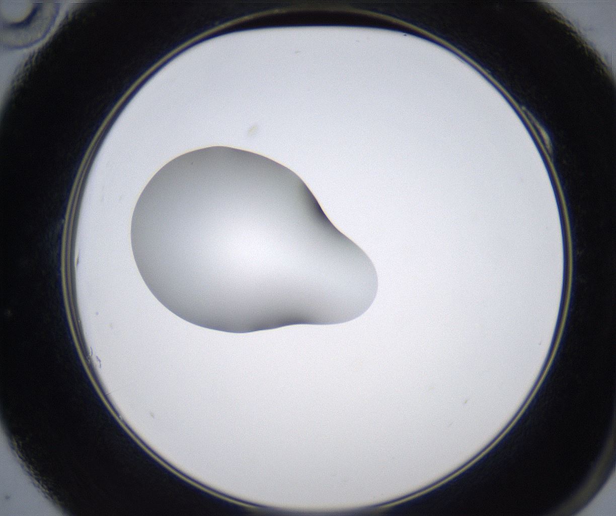 folderID349_plateID2349_batchID11067_wellNum10_profileID1_d2_r165590_ef.jpg