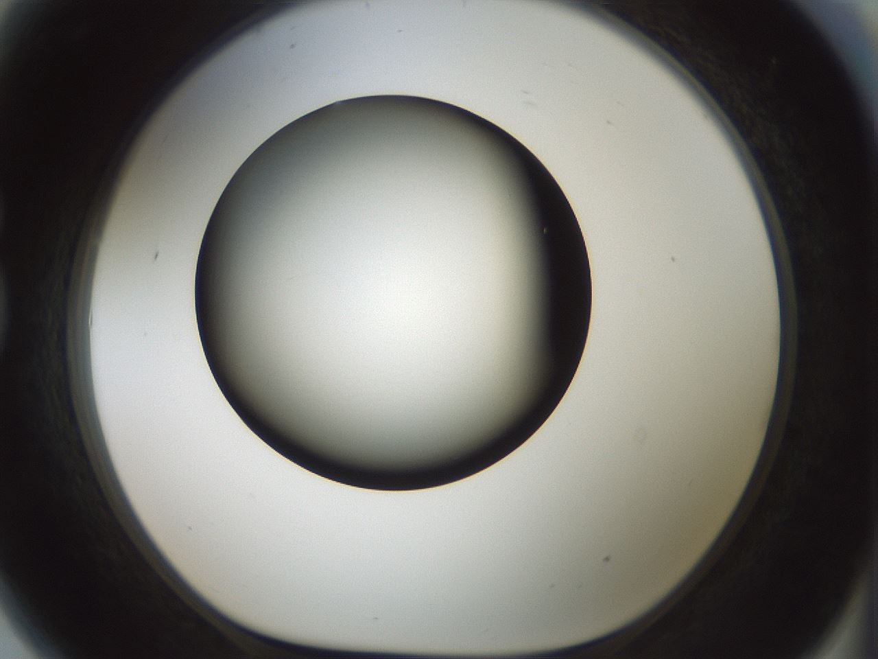 folderID349_plateID1349_batchID4704_wellNum81_profileID1_d1_r81500_ef.jpg