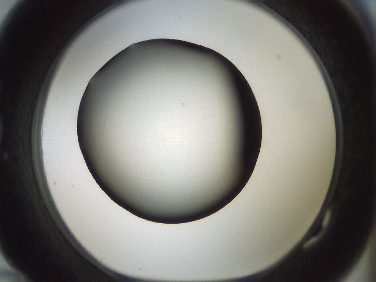 folderID349_plateID1349_batchID4704_wellNum82_profileID1_d1_r81501_ef.jpg