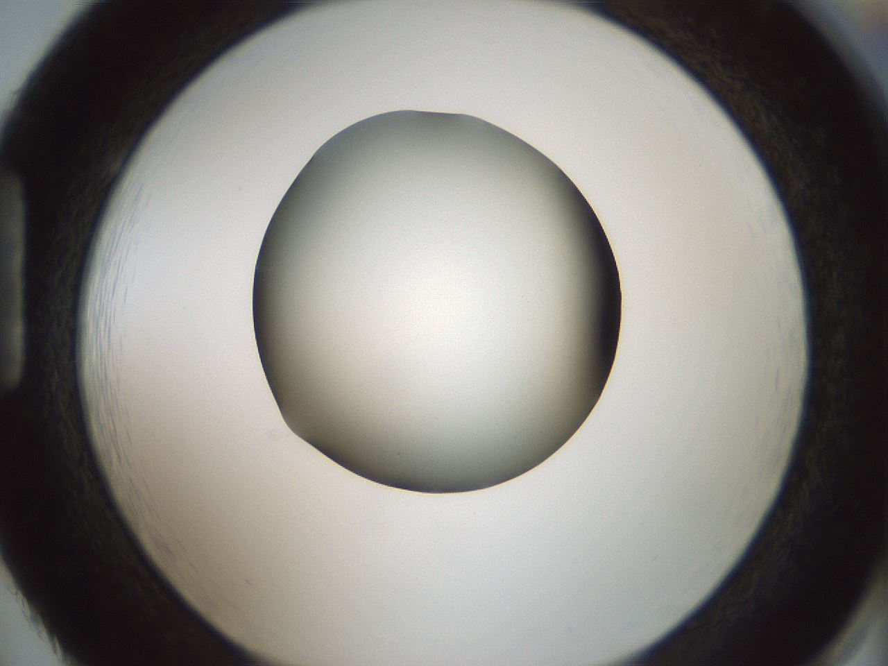 folderID349_plateID1349_batchID4704_wellNum86_profileID1_d1_r81505_ef.jpg