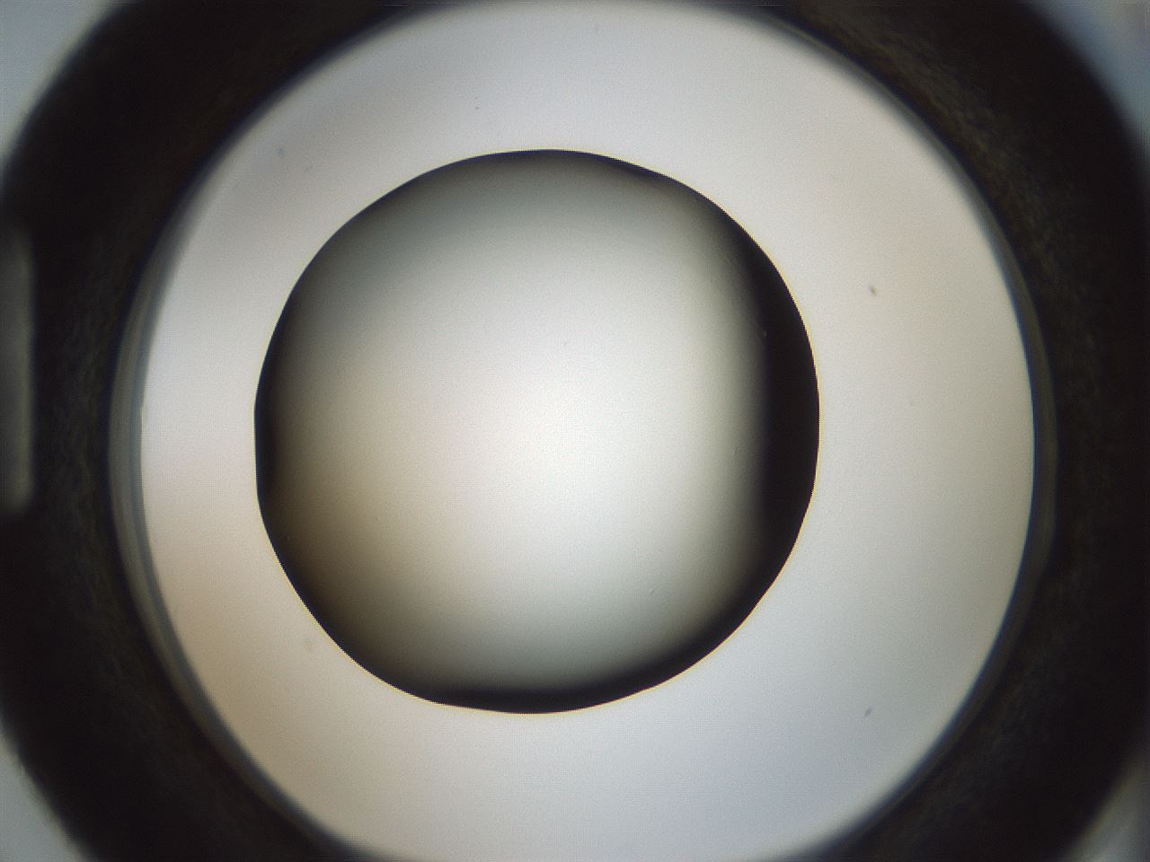 folderID349_plateID1349_batchID4704_wellNum87_profileID1_d1_r81506_ef.jpg