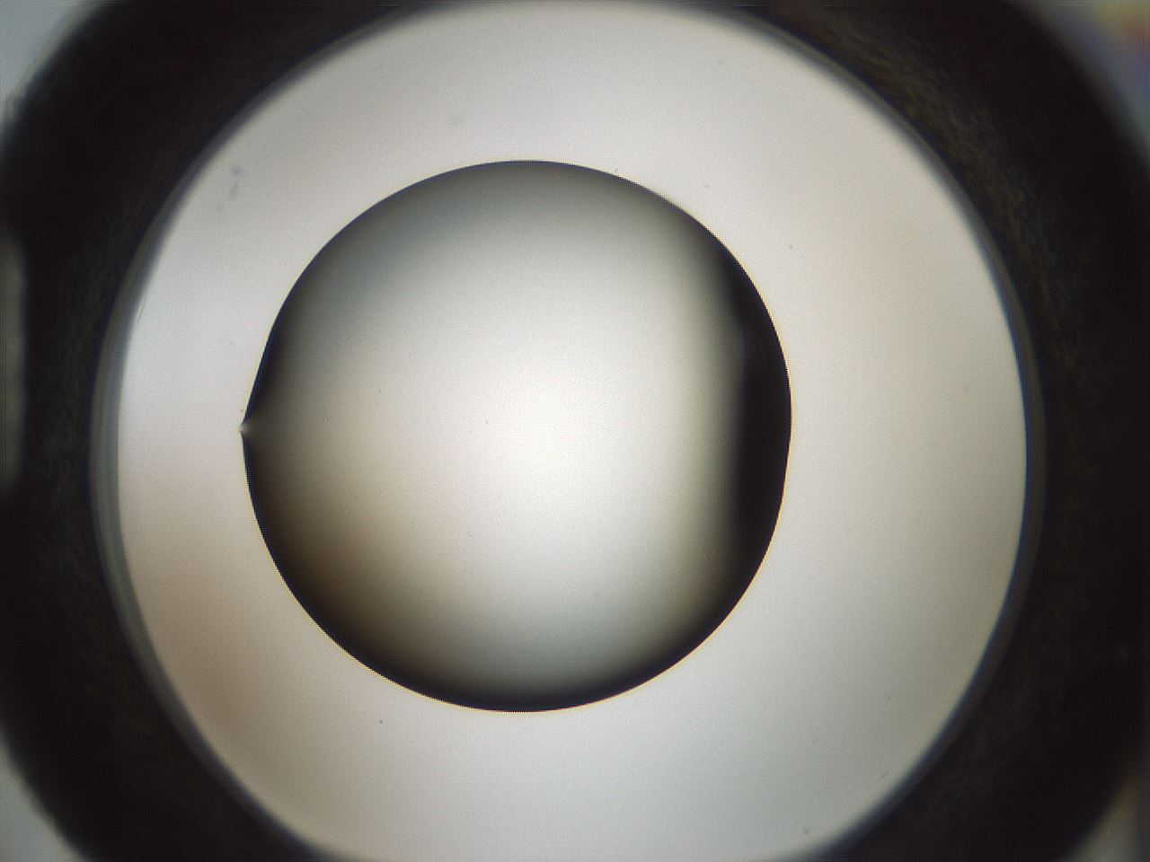 folderID349_plateID1349_batchID4704_wellNum88_profileID1_d1_r81507_ef.jpg
