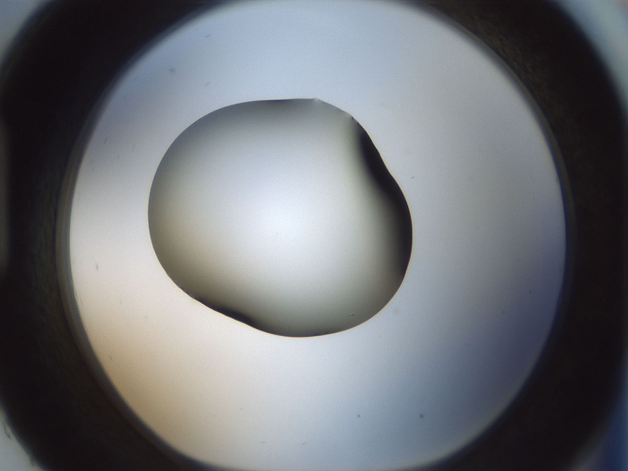 folderID349_plateID1349_batchID4704_wellNum93_profileID1_d1_r81512_ef.jpg