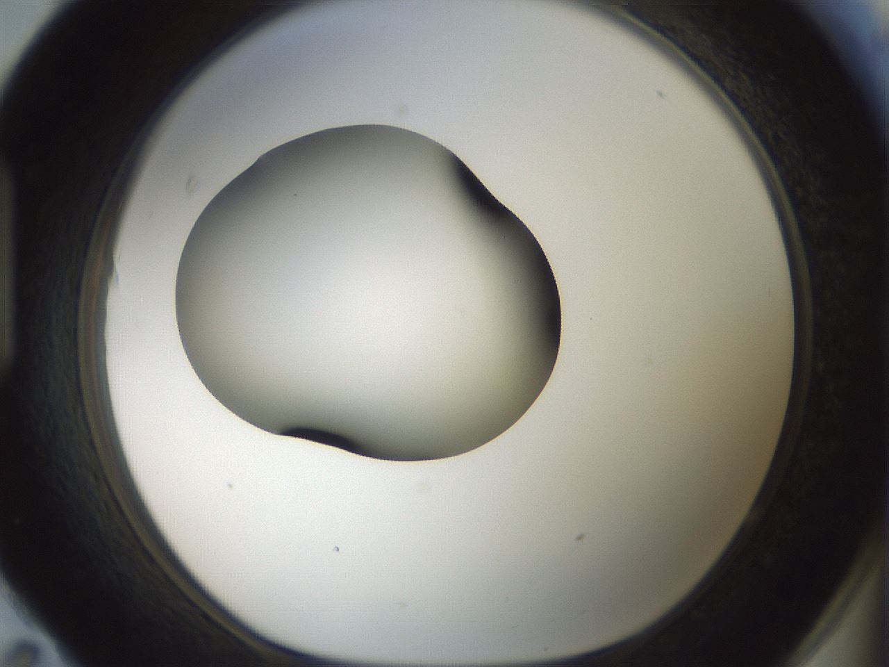 folderID349_plateID1349_batchID4704_wellNum95_profileID1_d1_r81514_ef.jpg