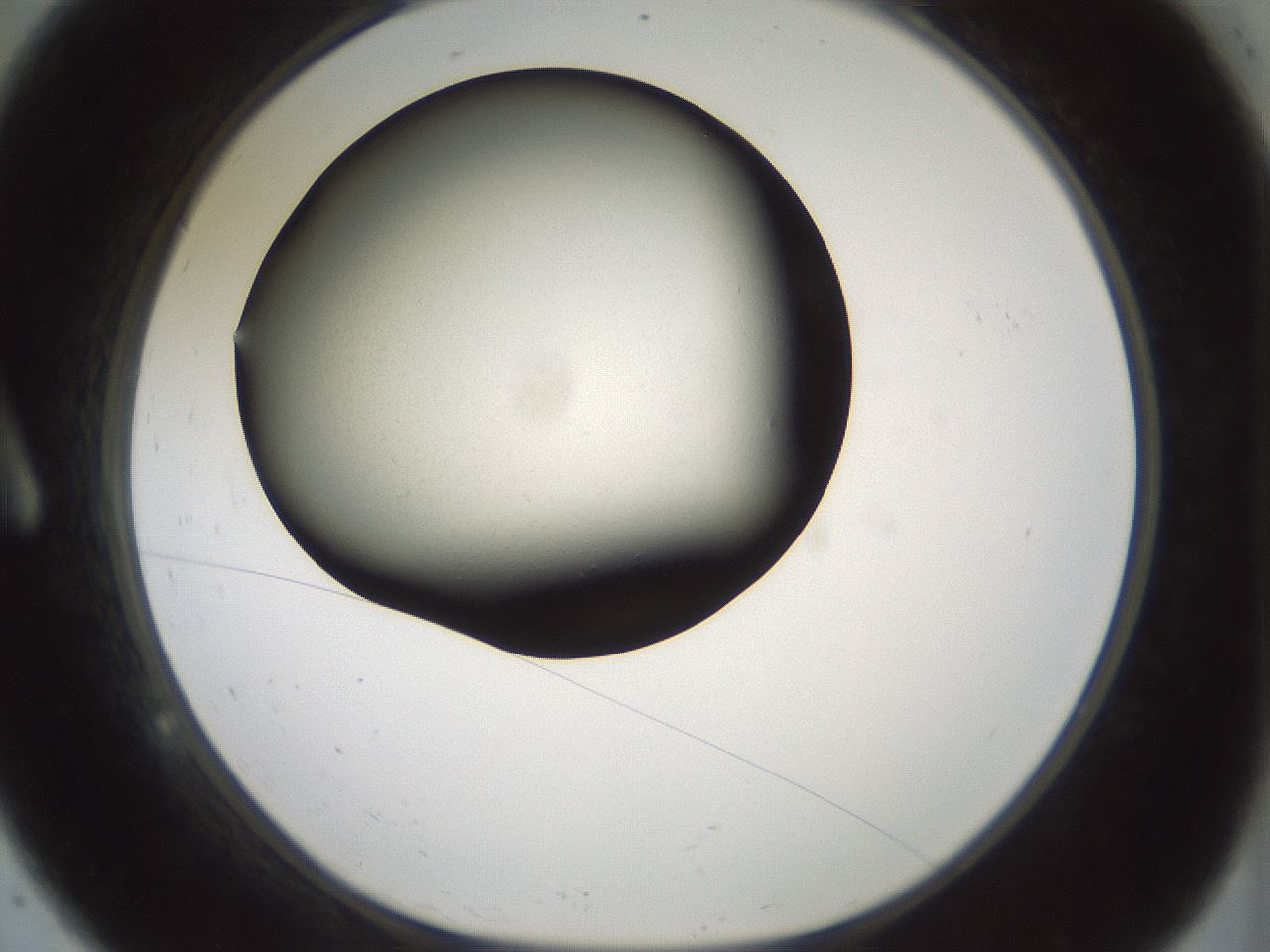 folderID349_plateID1349_batchID4704_wellNum9_profileID1_d1_r81428_ef.jpg