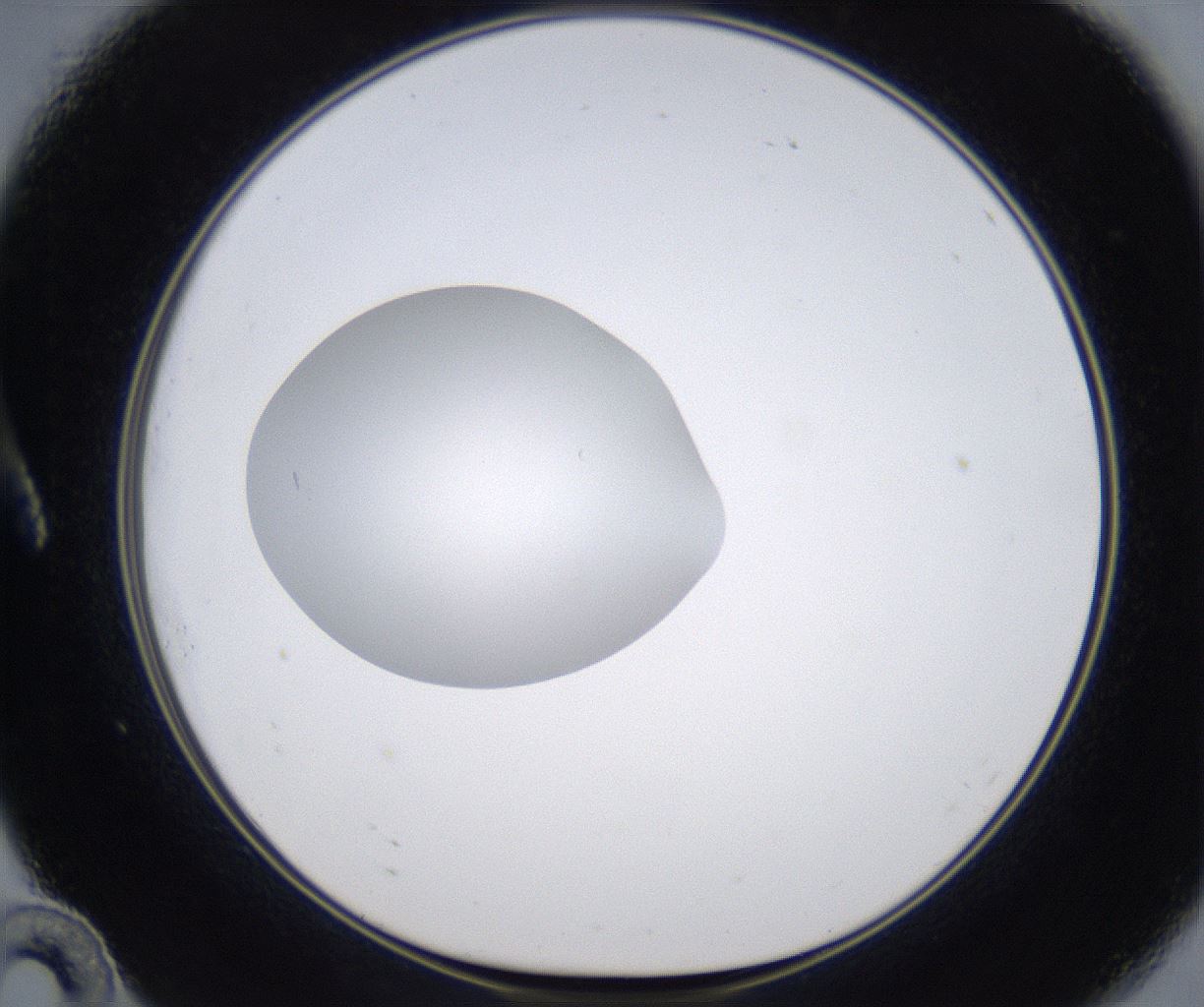 folderID349_plateID2349_batchID11067_wellNum10_profileID1_d1_r165589_ef.jpg