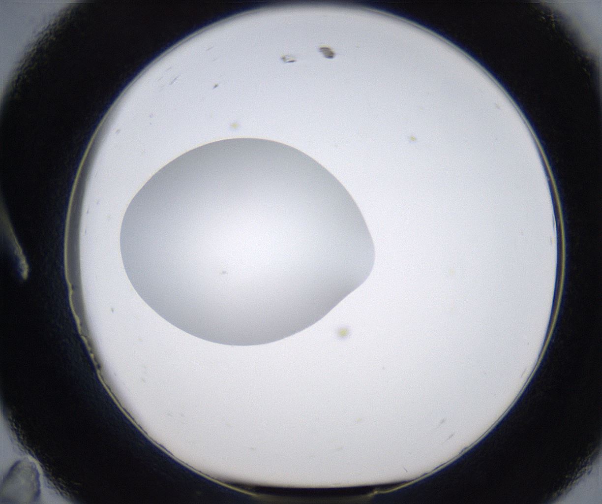 folderID349_plateID2349_batchID11067_wellNum11_profileID1_d1_r165591_ef.jpg