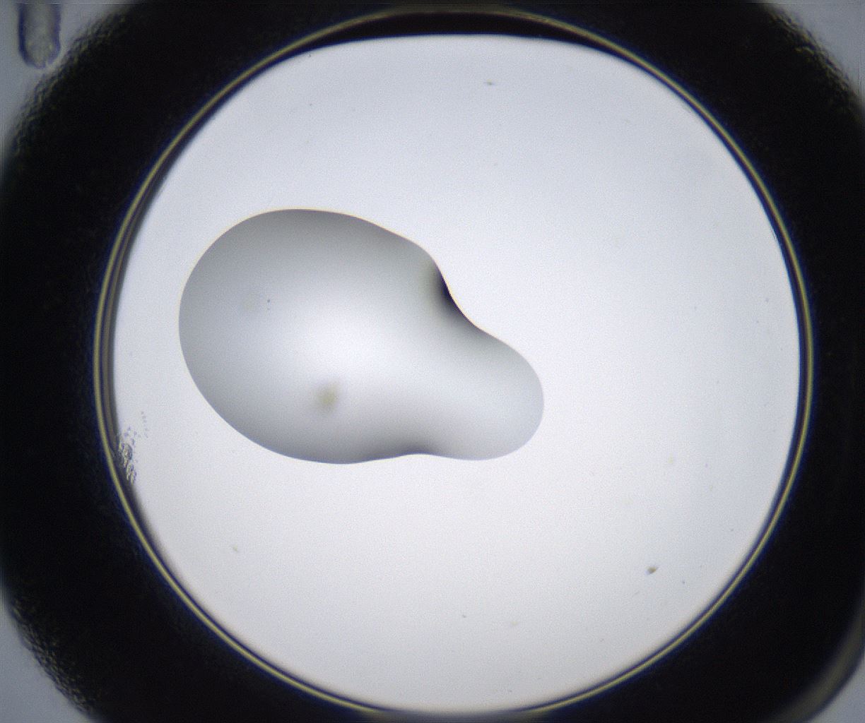 folderID349_plateID2349_batchID11067_wellNum11_profileID1_d2_r165592_ef.jpg