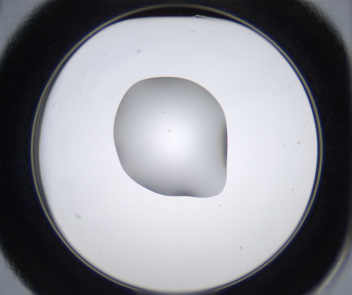 folderID349_plateID2349_batchID11067_wellNum15_profileID1_d2_r165600_ef.jpg
