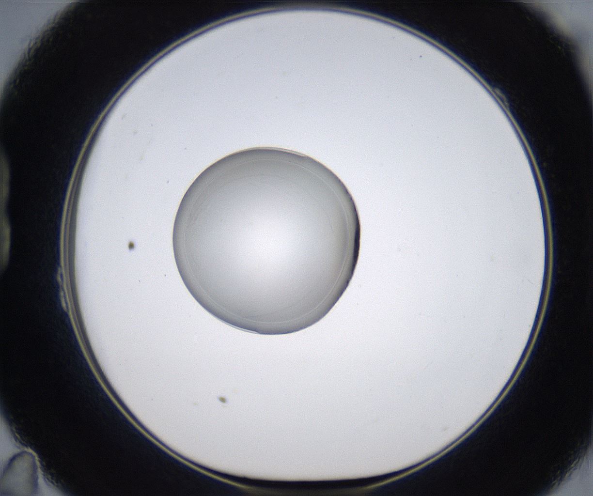 folderID349_plateID2349_batchID11067_wellNum23_profileID1_d1_r165615_ef.jpg