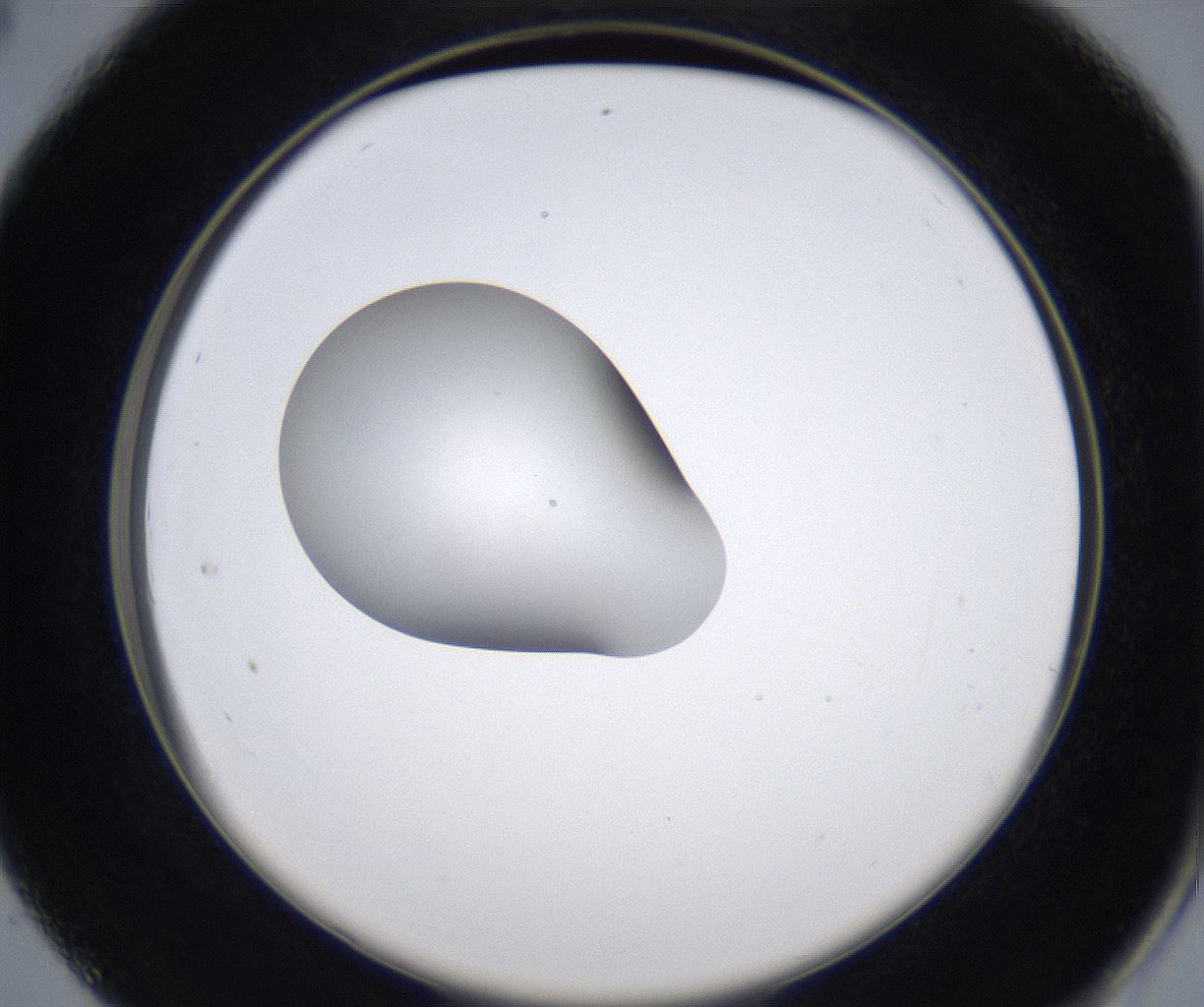 folderID349_plateID2349_batchID11067_wellNum28_profileID1_d2_r165626_ef.jpg