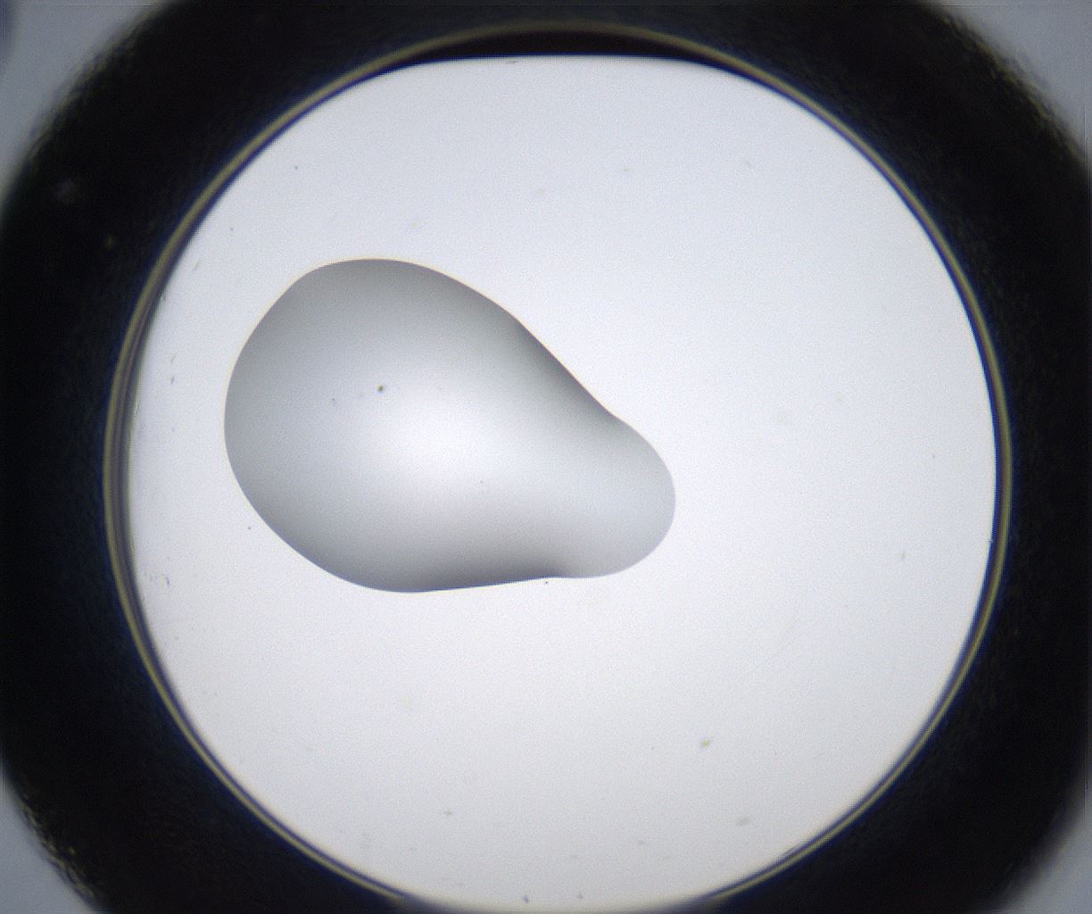 folderID349_plateID2349_batchID11067_wellNum32_profileID1_d2_r165634_ef.jpg
